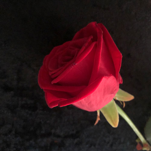 Rote Rose